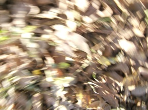 motion photo of leaves by Lynn Bridge